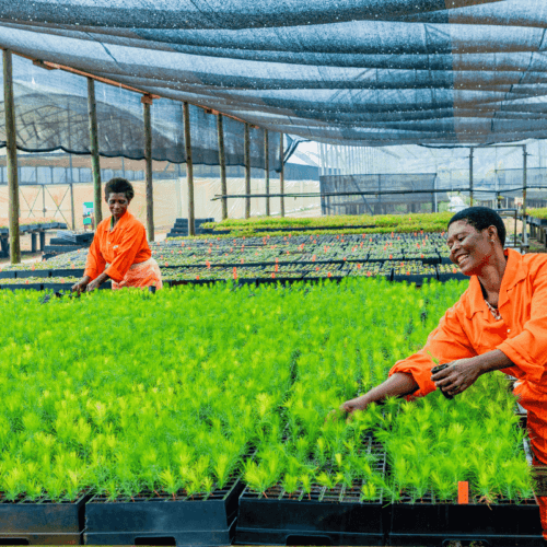 Bukaleba Forest Project