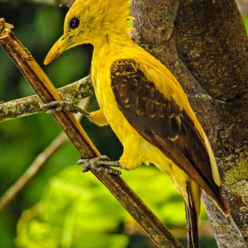 Envira Amazonia