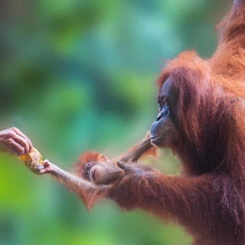 Rimba Raya Orangutan Reserve
