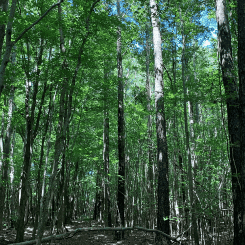 Virginia Beach Forest