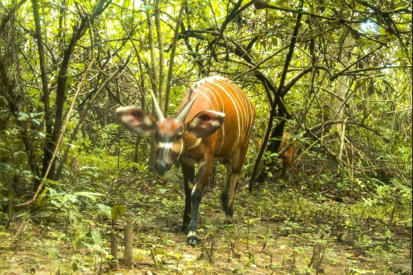 A bongo on the Gola Rainforest camera trap.