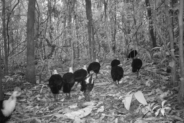 Wild turkeys caught on the Gola Rainforest wildlife camera trap.