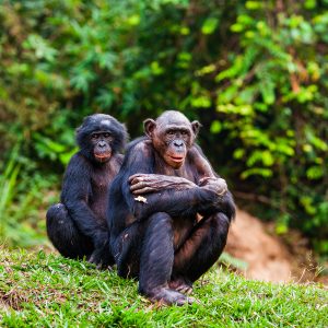 A pair of critically endangered bonobo chimpanzees in the Mai Ndombe project, Democratic Republic of the Congo.