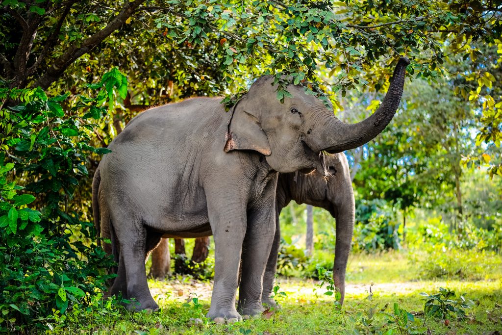 Southern Cardamom – Forest Elephants Endangered forest elephants munching on leaves in the Southern Cardamom project, Cambodia.