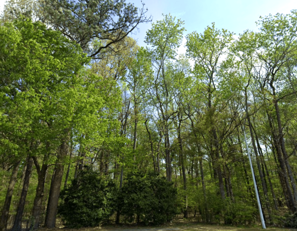 Virginia Beach Forest - Image 5