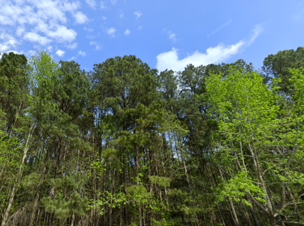 Virginia Beach Forest - Image 3