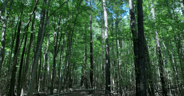 Virginia Beach Forest