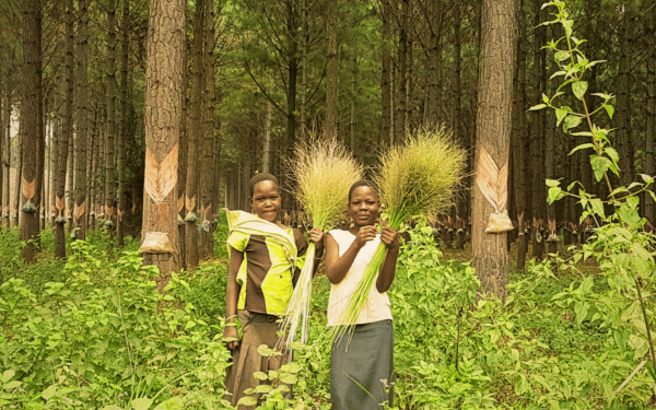 Bukaleba Forest Project - Image 7