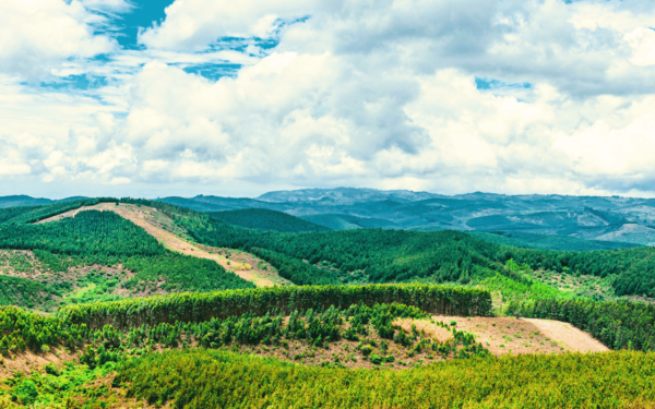 Bukaleba Forest Project - Image 6