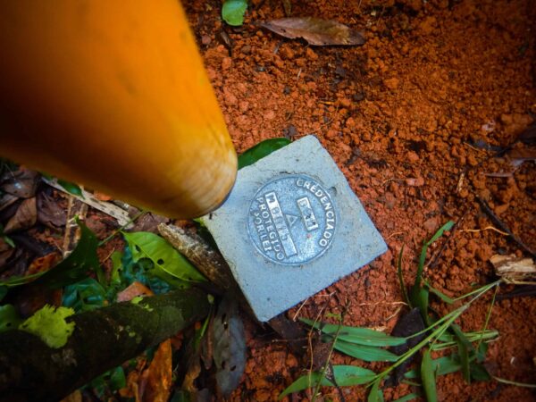 Brazilian Rosewood - Image 4