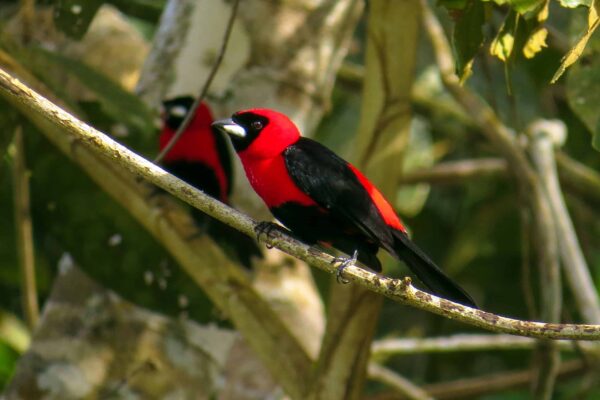 Envira Amazonia - Image 7