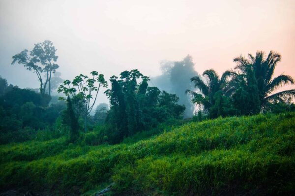 Envira Amazonia - Image 4