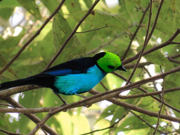 Envira Amazonia - Image 3