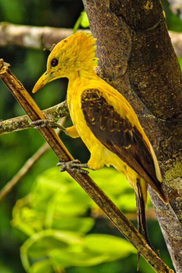 Envira Amazonia