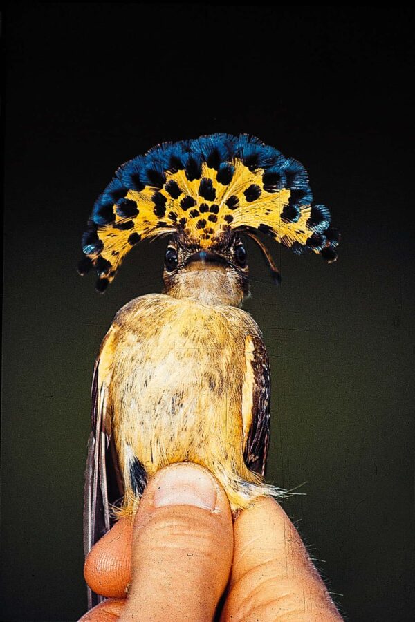 Guatemala Conservation Coast - Image 7