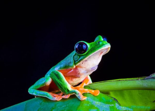 Guatemala Conservation Coast - Image 10
