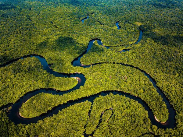 Southern Cardamom - Image 8