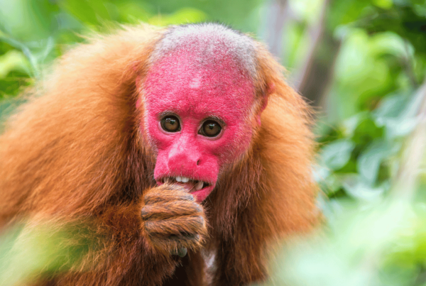 Amazon Rainforest Endangered Species Monkey with hand