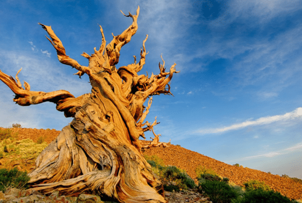 "Methuselah," a bristlecone pine in California long considered to be the world's oldest tree. Image Credit: Yen Chao, Flickr