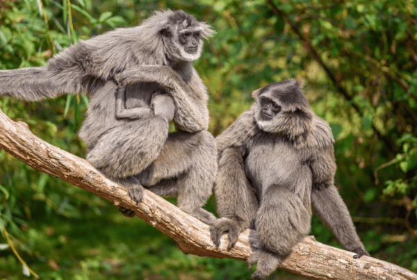 A gibbon family sitting on a tree branch with the baby hugging its mother.