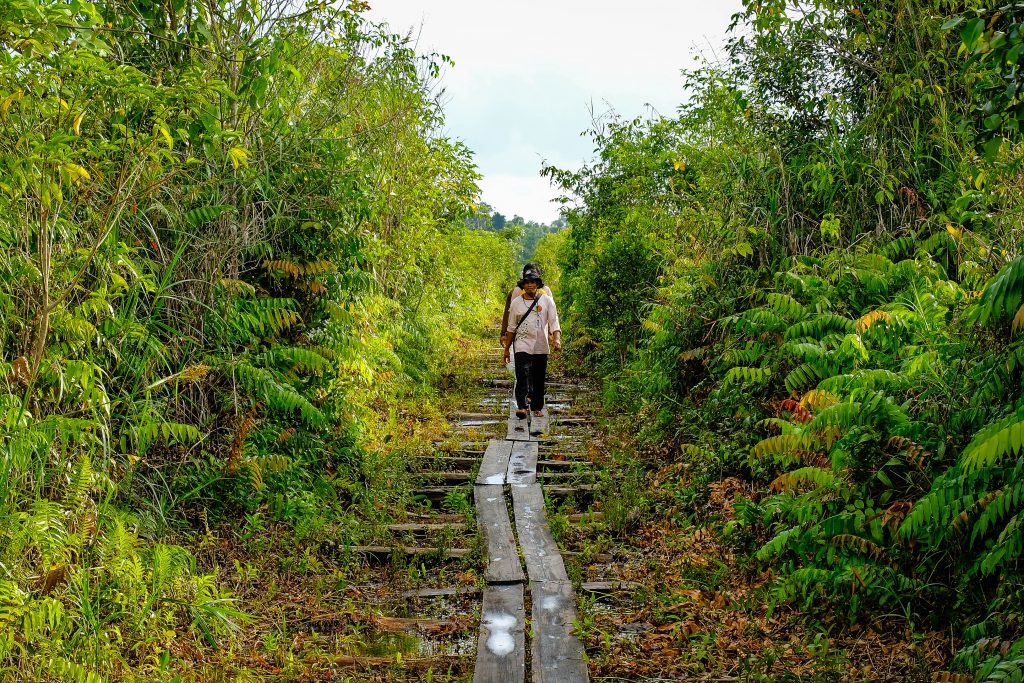 Rimba Raya - Walkway Walking down a path in the Rimba Raya project.